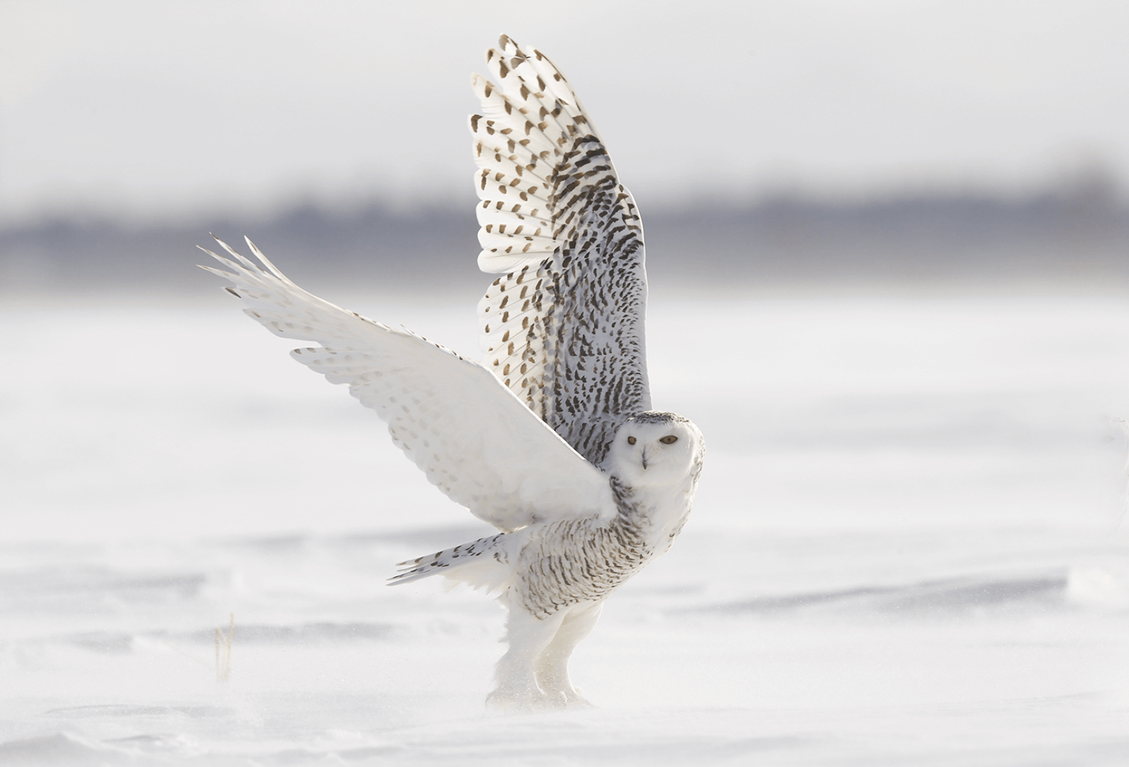 Canada-Ontario-Chouette-Harfang-des-neiges-Photo-Michel-Rawicki2.png